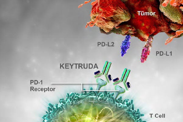 AKCİĞER KANSERİNİN KORUYUCU (ADJUVAN) TEDAVİSİNDE PEMBROLİZUMAB FDA ONAYI ALDI